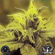 Sagarmatha Seeds A-1 Haze